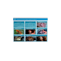 Стенд-планшет светодинамический "Изучение типических патологических процессов в организмах животных" - «globural.ru» - Тихорецк