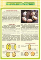 Стенд "Строение семян" - «globural.ru» - Тихорецк