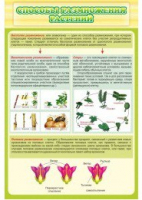 Стенд "Способы размножения растений" - «globural.ru» - Тихорецк