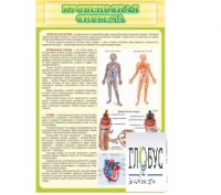 Стенд "Кровеносная система" - «globural.ru» - Тихорецк
