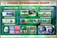Электрифицированный стенд "Уровни организации жизни" - «globural.ru» - Тихорецк