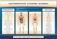 Электрифицированный стенд-тренажер c макетом скелета "Анатомическое строение человека" - «globural.ru» - Тихорецк