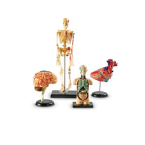 Дидактическое пособие по окружающему миру «Изучаем строение человека» (Анатомические модели) - «globural.ru» - Тихорецк