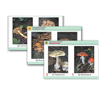Комплект таблиц раздаточных "Грибы съедобные и несъедобные" - «globural.ru» - Тихорецк