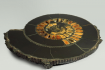 Аммонит пиритизированный, полированный срез 31,5х28х4 см - «globural.ru» - Тихорецк