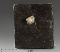 Двустворка Nuculana sp - «globural.ru» - Тихорецк