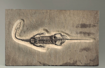 Брахиопода Cyrtospirifer rudkinensis на породе - «globural.ru» - Тихорецк