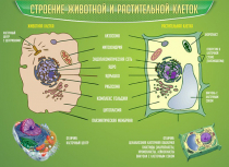 Стенд "Строение животной и растительной клеток" - «globural.ru» - Тихорецк
