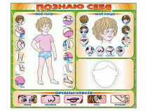 Стенд маркерный "Познаю себя" (тело, голова, органы чувств) - «globural.ru» - Тихорецк
