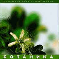 Ботаника. (Цифровая база изображений) - «globural.ru» - Тихорецк