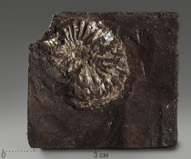 Аммонит (отпечаток) - «globural.ru» - Тихорецк