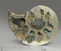 Аммонит пиритизированный, полированный срез 4-4,5 см - «globural.ru» - Тихорецк