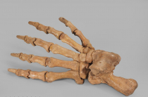 Лапа пещерного медведя Ursus spelaeus задняя - «globural.ru» - Тихорецк