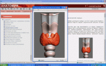 Анатомия онлайн. Школьный атлас - «globural.ru» - Тихорецк
