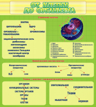 Стенд "От клетки до организма" - «globural.ru» - Тихорецк