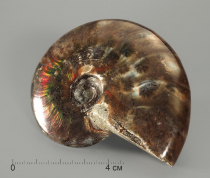 Аммонит с аммолитом, полированный - «globural.ru» - Тихорецк