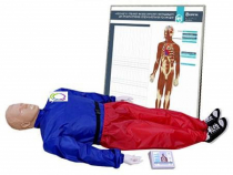 Тренажер-манекен взрослого пострадавшего "Александр-01" для отработки приемов сердечно-легочной реанимации (голова, туловище, конечности) с контроллером и настенным табло - «globural.ru» - Тихорецк