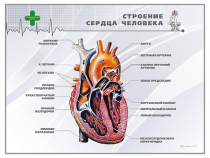 Стенд "Строение сердца человека" - «globural.ru» - Тихорецк