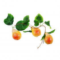 Муляж "Ветка груши" - «globural.ru» - Тихорецк