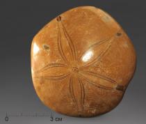 Морской ёж Pygurus depressus - «globural.ru» - Тихорецк