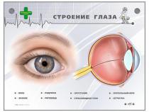 Интерактивный стенд "Строение глаза" - «globural.ru» - Тихорецк