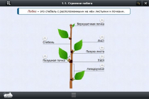 Интерактивные курсы. Биология 6 класс. Расширенный - «globural.ru» - Тихорецк