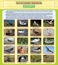 Стенд "Красная книга - птицы" - «globural.ru» - Тихорецк