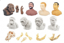 Набор моделей палеонтологических находок "Происхождение человека" - «globural.ru» - Тихорецк