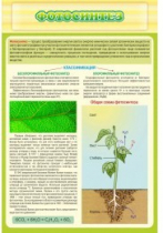 Стенд "Фотосинтез" - «globural.ru» - Тихорецк