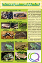 Стенд "Класс земноводные" - «globural.ru» - Тихорецк