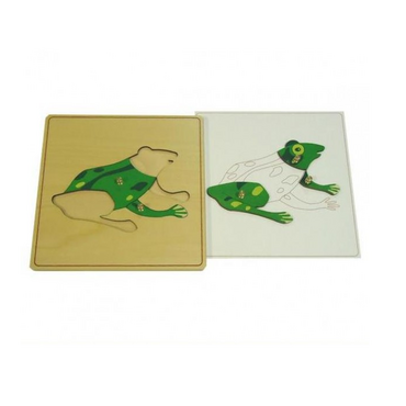 Строение лягушки с контуром - «globural.ru» - Тихорецк