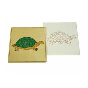 Строение черепахи с контуром - «globural.ru» - Тихорецк