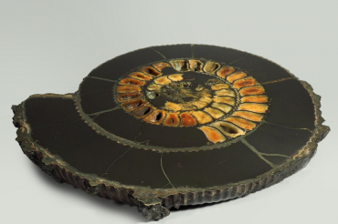 Аммонит пиритизированный, полированный срез 31,5х28х4 см - «globural.ru» - Тихорецк