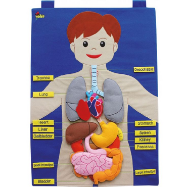 Фланелеграф "Анатомия" - «globural.ru» - Тихорецк