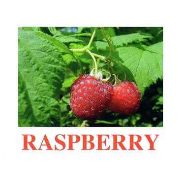 "Berries-1" ("Ягоды-1") английские карточки Домана - «globural.ru» - Тихорецк