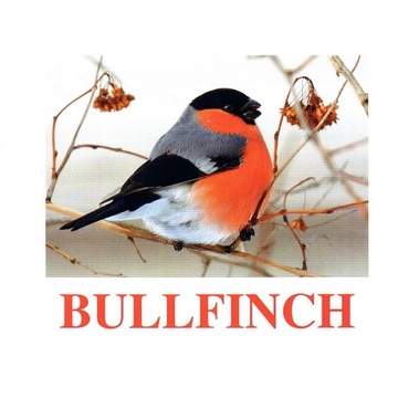 "Birds-1" ("Птицы-1") английские карточки Домана - «globural.ru» - Тихорецк