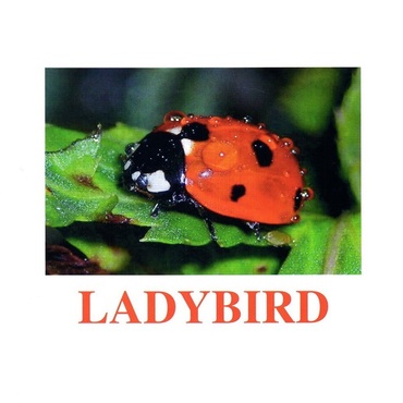 "Insects" ("Насекомые") английские карточки Домана - «globural.ru» - Тихорецк