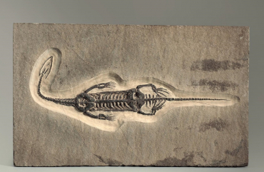 Брахиопода Cyrtospirifer rudkinensis на породе - «globural.ru» - Тихорецк