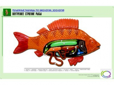 Рельефная таблица "Внутреннее строение рыбы" (формат А1, матовое ламинир.) - «globural.ru» - Тихорецк