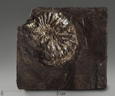 Аммонит (отпечаток) - «globural.ru» - Тихорецк