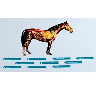 Стенд-планшет светодинамический "Изучение кровеносной системы сельскохозяйственных животных" со сменными панелями - «globural.ru» - Тихорецк