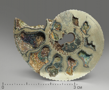 Аммонит пиритизированный, полированный срез 4-4,5 см - «globural.ru» - Тихорецк