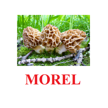 "Mushrooms" ("Грибы") английские карточки Домана - «globural.ru» - Тихорецк