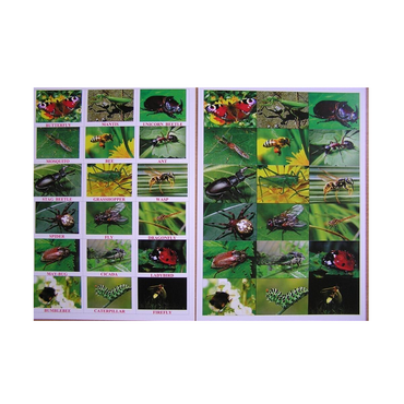 Английское лото "Насекомые" - «globural.ru» - Тихорецк