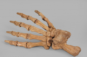 Лапа пещерного медведя Ursus spelaeus задняя - «globural.ru» - Тихорецк