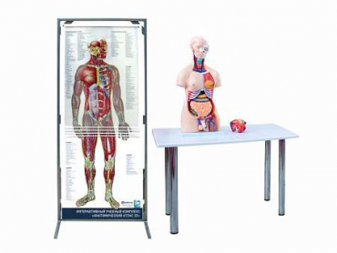 Интерактивный учебный комплекс "Анатомический атлас 3D" - «globural.ru» - Тихорецк