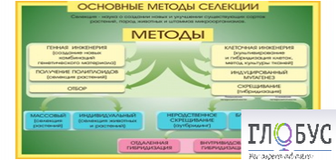 Стенд "Методы селекции и биотехнологии" - «globural.ru» - Тихорецк
