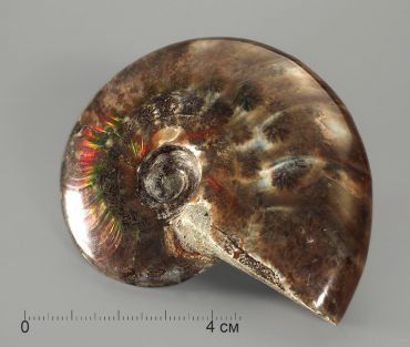 Аммонит с аммолитом, полированный - «globural.ru» - Тихорецк