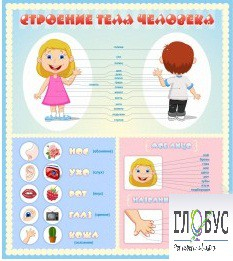 Стенд "Строение человека" для детей - «globural.ru» - Тихорецк