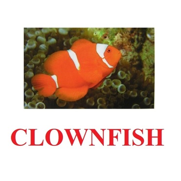 "Fish" ("Рыбы") английские карточки Домана - «globural.ru» - Тихорецк